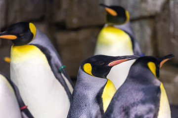 Penguins