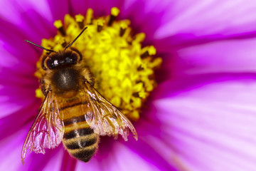Honey bee pollinating cosmos flowers on a warm summer day