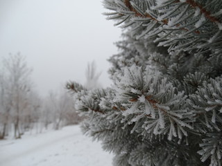 Snow-covered spruce needles