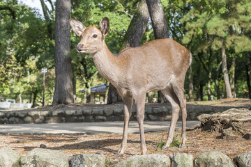 Naklejka na ściany i meble Deer at Nara National Park, Japan
