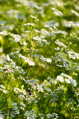 Coriander cilantro herb flowers blooming in summer garden