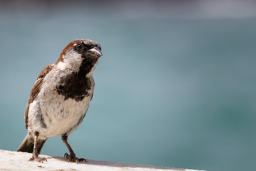 small bird