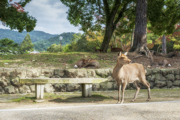 Deer at Nara National Park, Japan