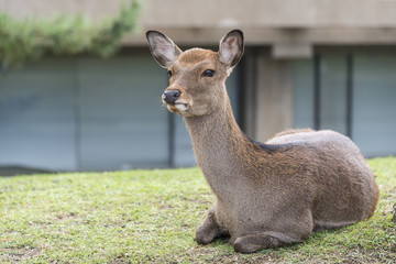 Deer at Nara National Park, Japan