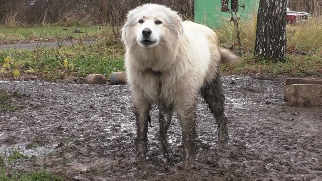 poor dog life, animal abuse