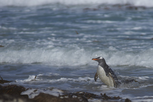 Gentoo Penguin (Pygoscelis papua) coming ashore at The Neck on Saunders Island in the Falkland Islands.