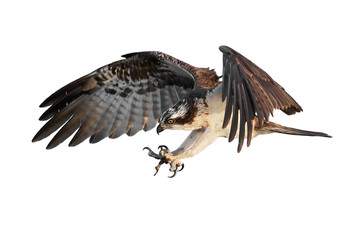 Osprey (Pandion haliaetus)