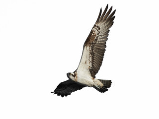 Osprey (Pandion haliaetus)