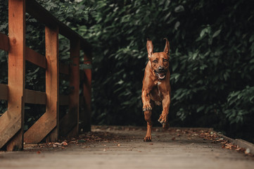 Running Rhodesian Ridgeback
