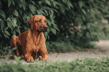 Lying Rhodesian Ridgeback