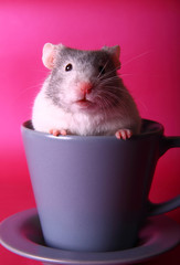 Syrian hamster in a teacup