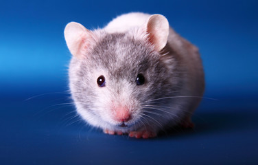 Syrian hamster isolated on a blue background