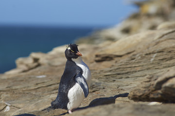 Rockhopper Penguin (Eudyptes chrysocome) on the cliffs above The Neck on Saunders Island in the...