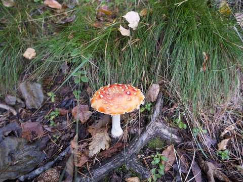 Toadstool amanita mushroom in the grass