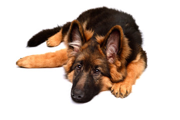 Fluffy German Shepherd dog isolated on white background. Puppy is beautiful, funny and attentive. Portrait, close-up