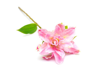 Pink lily flower Roselily Samantha isolated on white background. Flat lay, top view