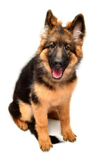 Fluffy German Shepherd dog isolated on white background. Puppy is beautiful, funny and attentive. Portrait, close-up