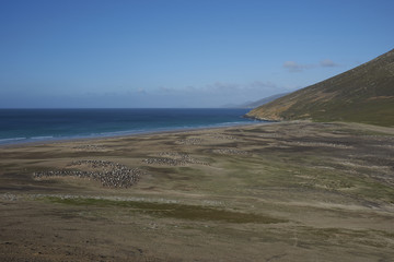 The Neck on Saunders Island in the Falkland Islands; home to multiple colonies of Gentoo Penguins (Pygoscelis papua) and other wildlife.