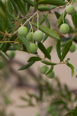 growing olives close up