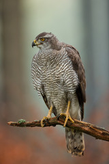 Northern goshawk