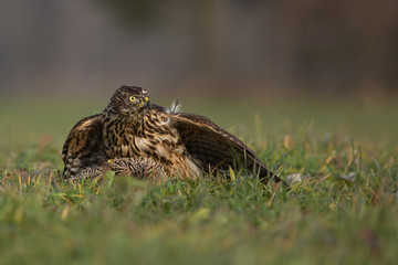 Northern goshawk