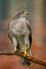 Northern goshawk