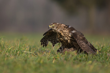 Northern goshawk