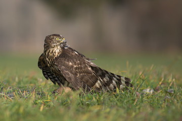 Northern goshawk