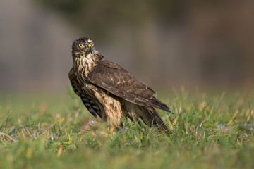 Northern goshawk