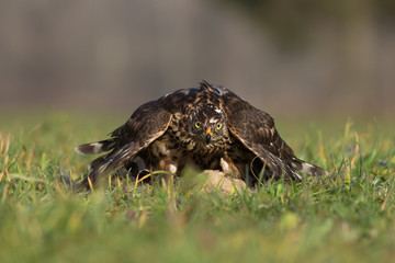 Northern goshawk