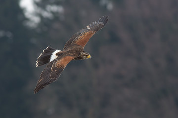 Harris's hawk