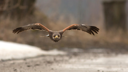 Harris's hawk