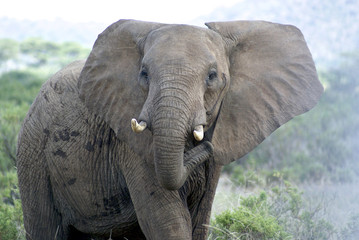 Fototapeta na wymiar Angry elephant in Samburu National park, Kenya