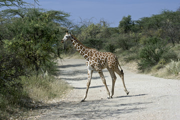 Giraffe crosses the road in the Samburu National park, Kenya