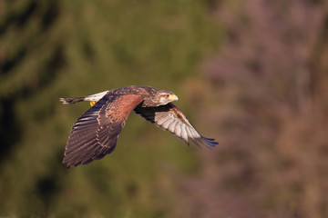 Harris's hawk