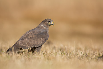 Common buzzard
