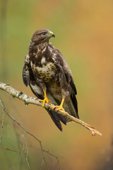 Common buzzard