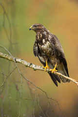 Common buzzard