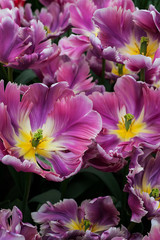 Violette Tulpe violet tulip