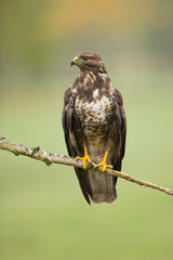 Common buzzard