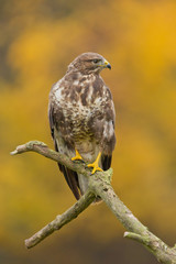 Common buzzard