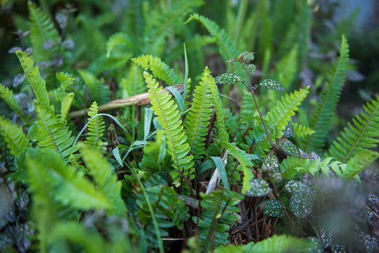 Fresh green fern