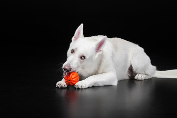 dog lies and holds the orange ball in his mouth. isolated on black background