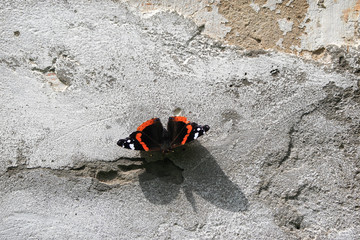 kolorowy motyl rusałka admirał na tle szarej betonowej ściany