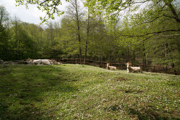 Mucche liberi, Parco Nazionale del Cilento e Vallo di Diano 
