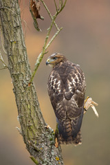 Red-tailed hawk