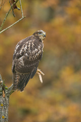 Red-tailed hawk