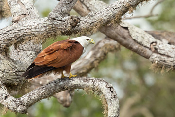 Brahminy kite