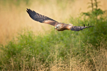 Red kite