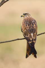 Red kite